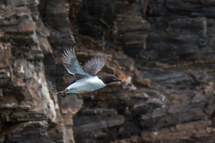 Guillemot