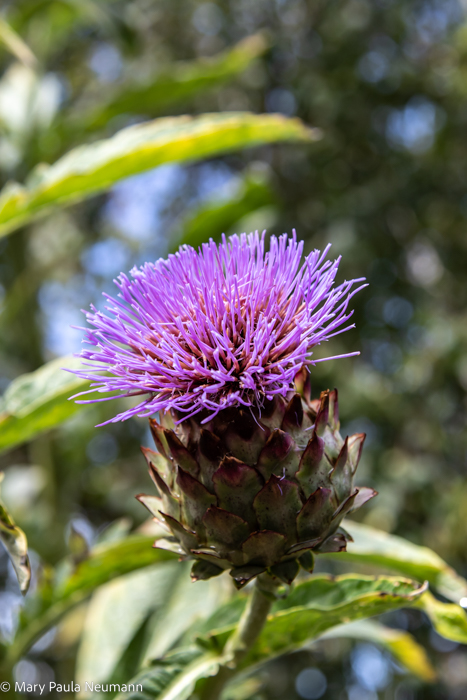 Thistle