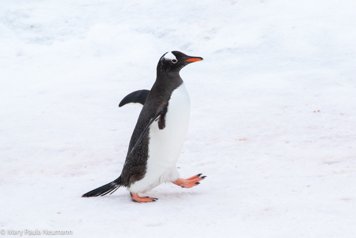 Gentoo penguin stepping out