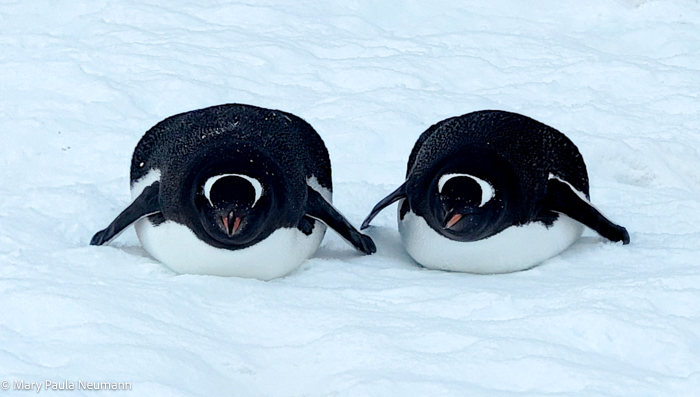 Penguins resting
