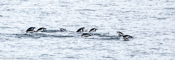 Gentoo penguins swimming