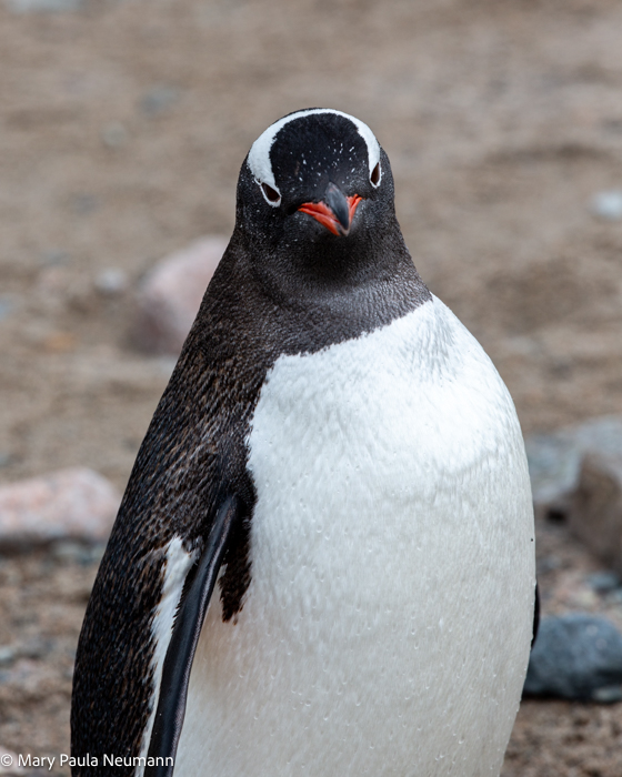 Gentoo penguin