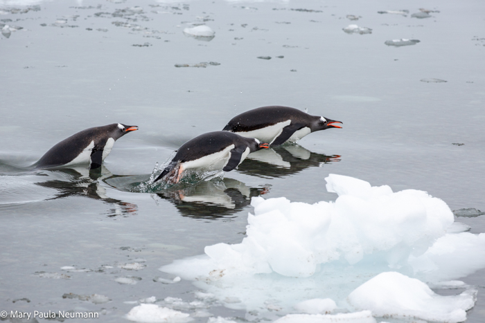 Gentoo penguins swimming