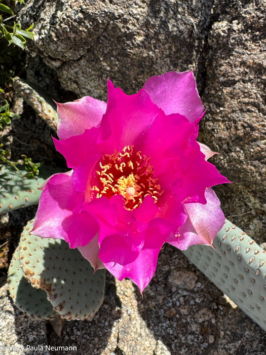 Beavertail cactus blossom