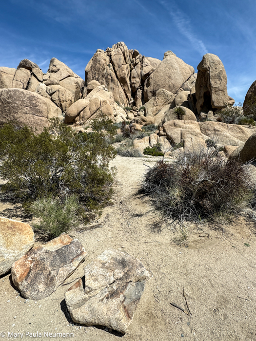 Joshua Tree park