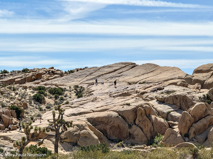 Joshua Tree park