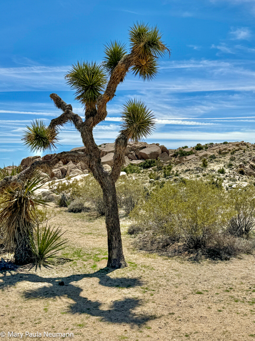 Joshua Tree park