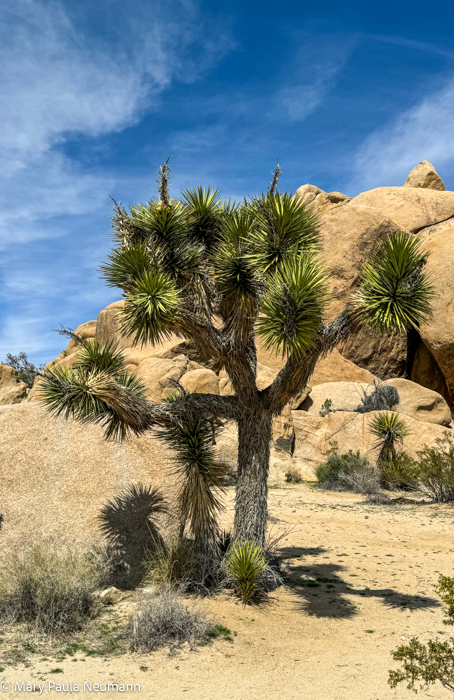 Joshua Tree park
