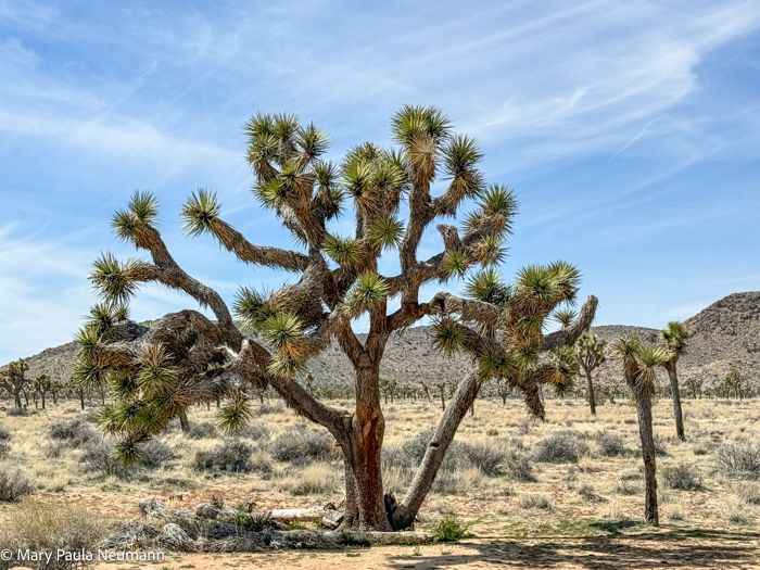Joshua Tree park