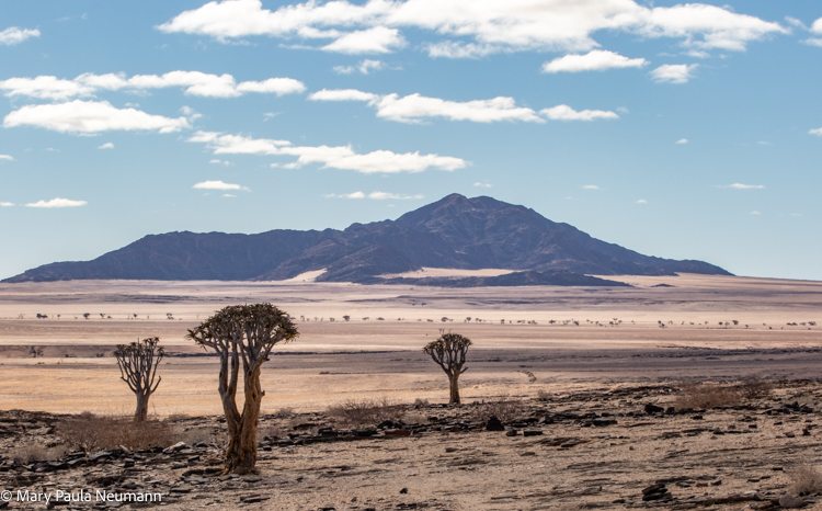 Quiver trees