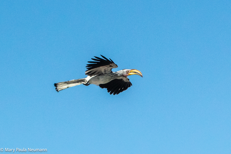 Hornbill