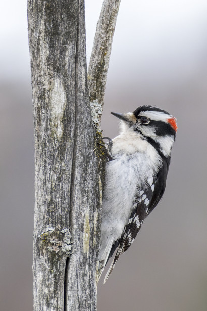 Pic mineur - Downy woodpecker - Picoides pubescens - Picids