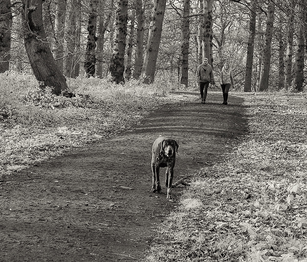 The dog in the Forest