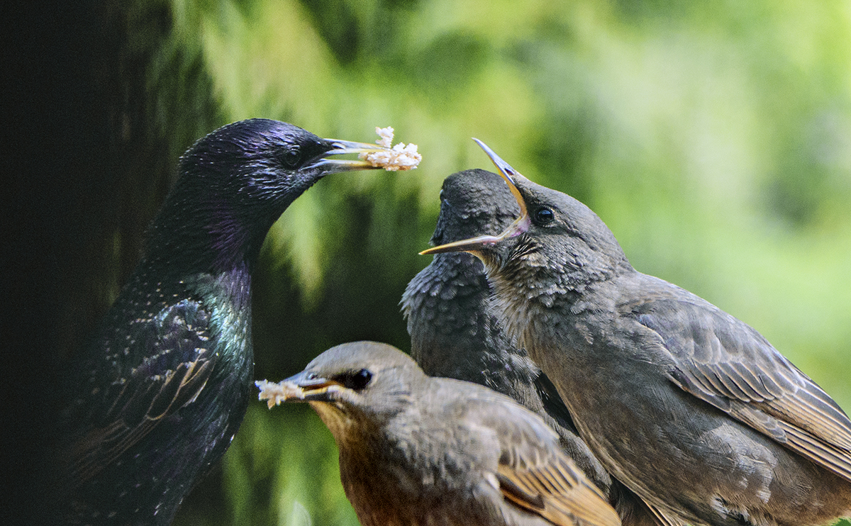 Feeding Time