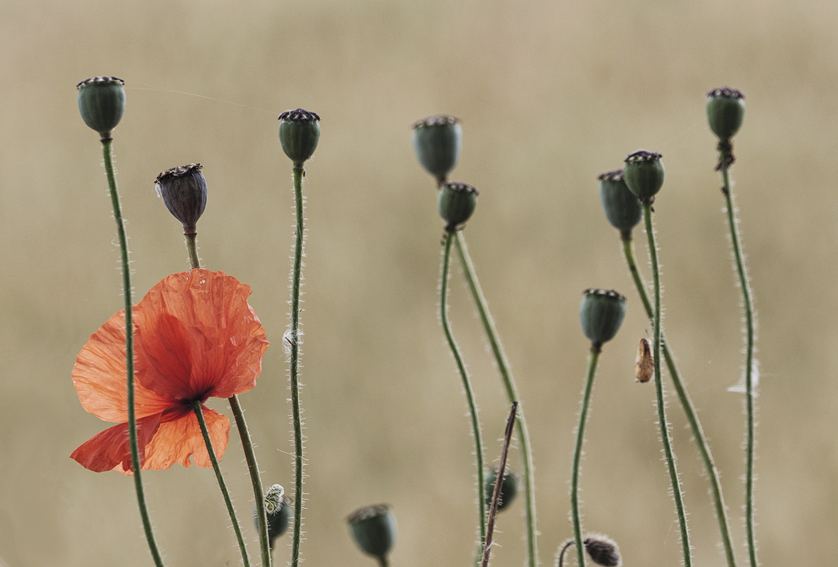 Lone Poppy