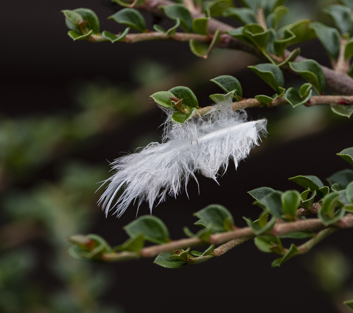 The Feather
