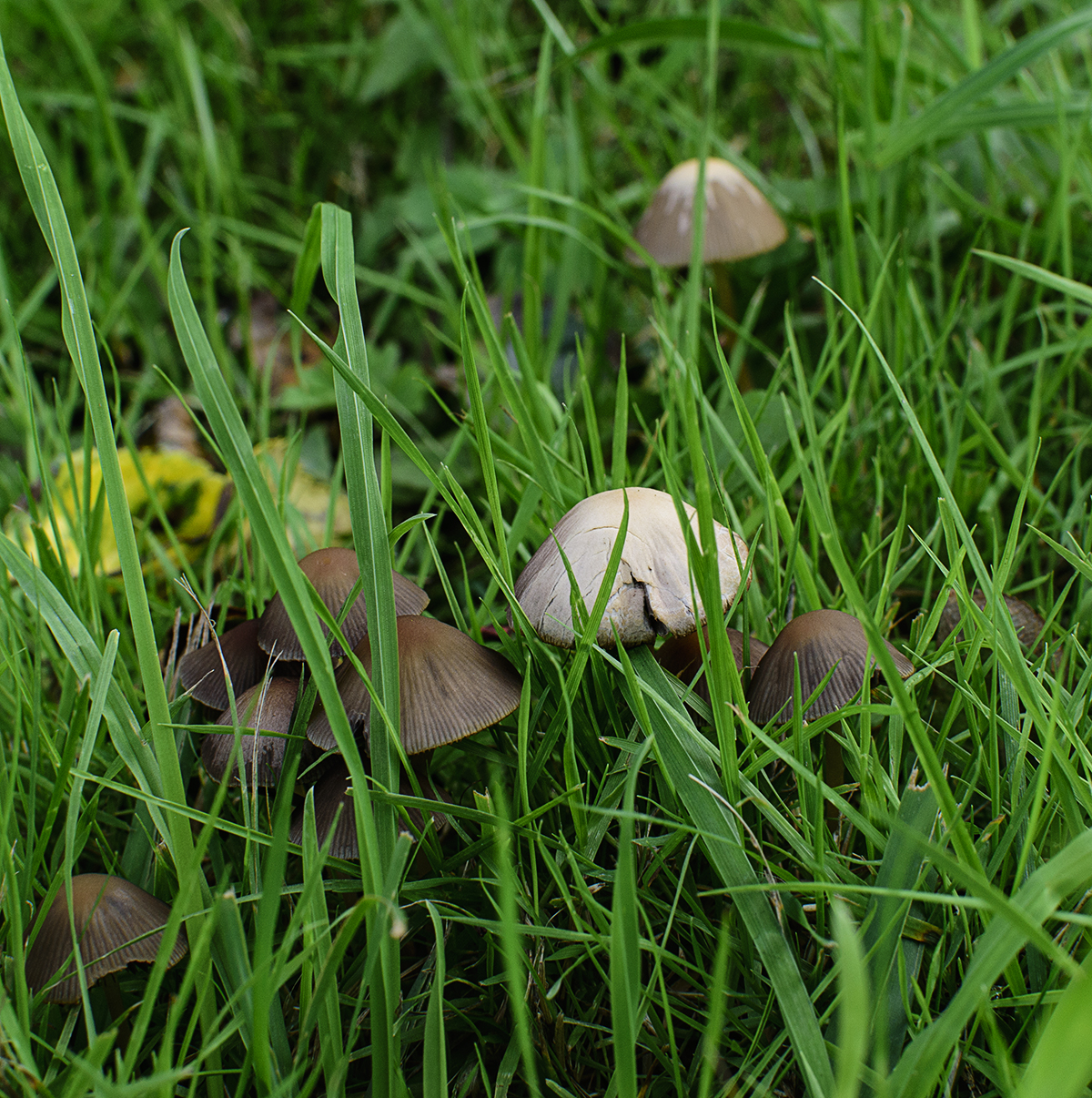 Fungi