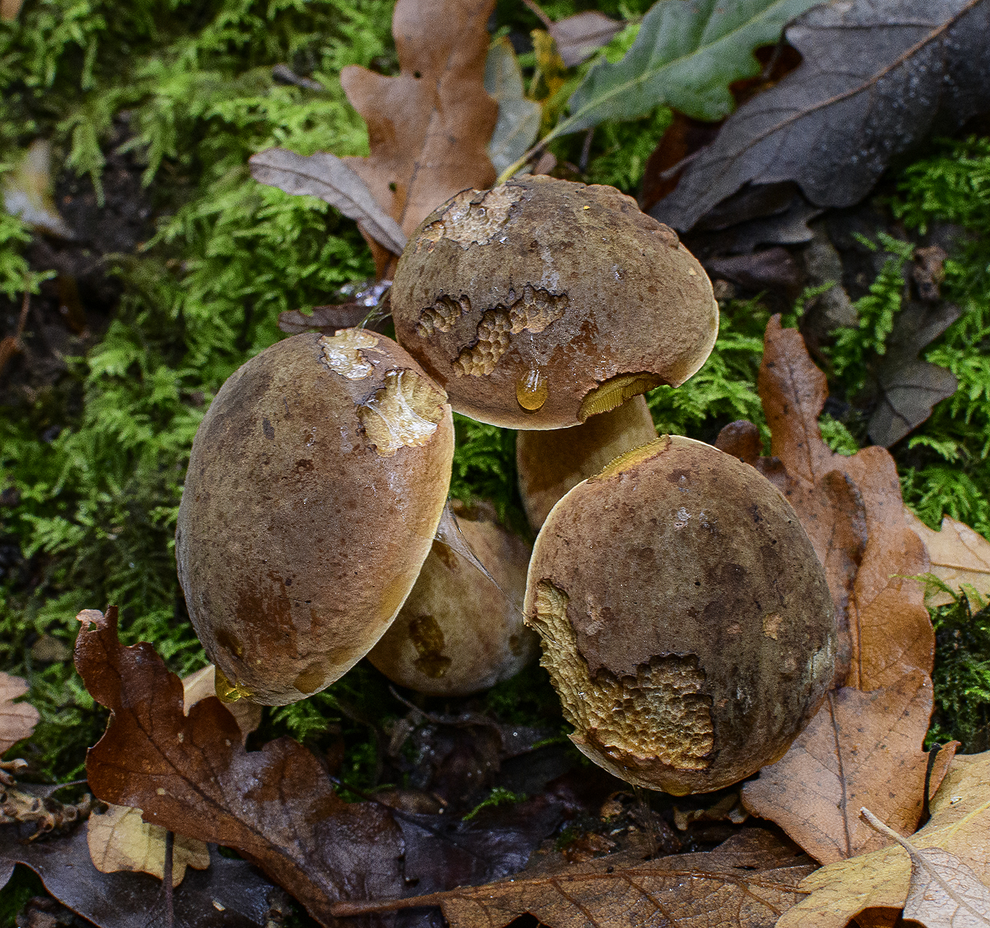 Fungus