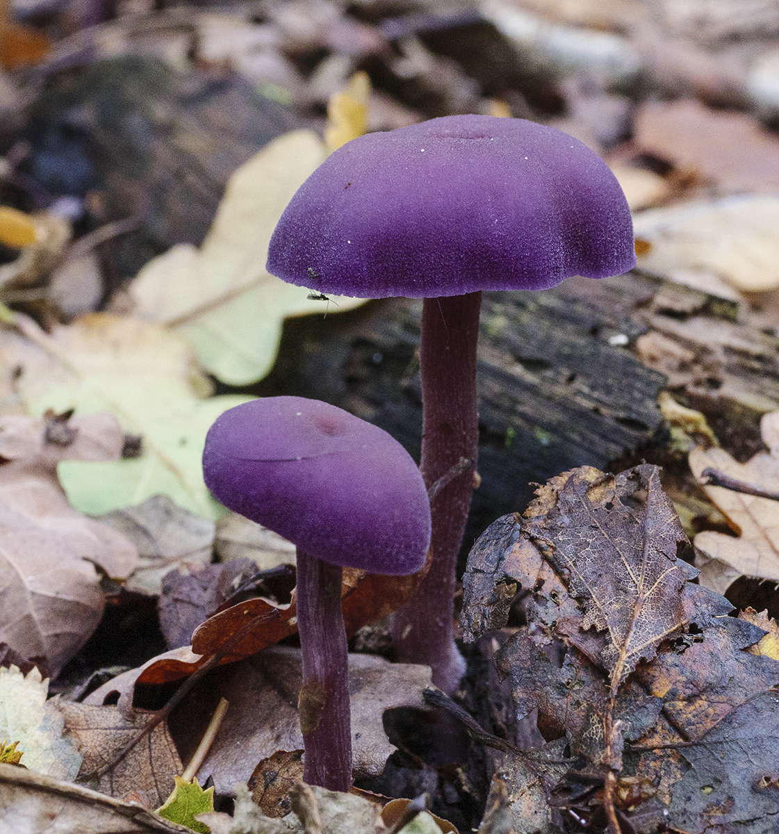 fungus