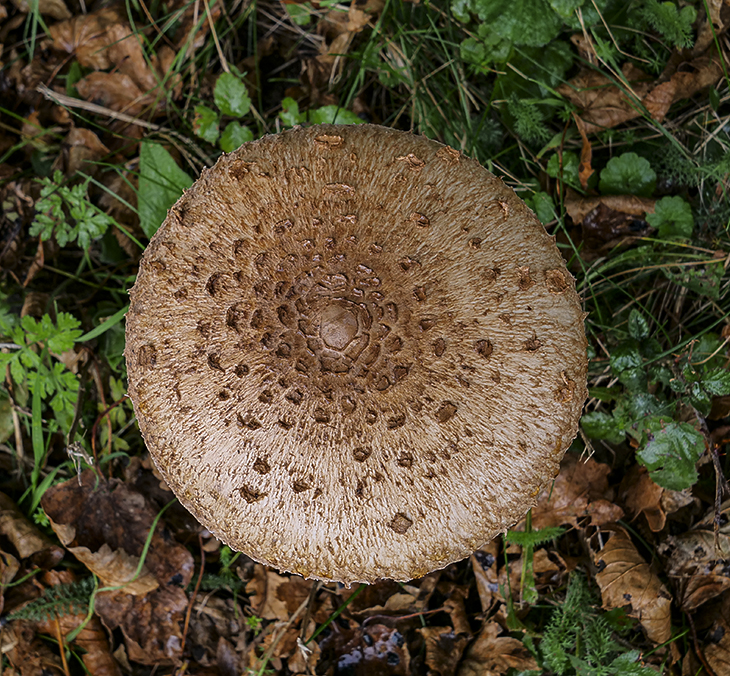 Large Fungus