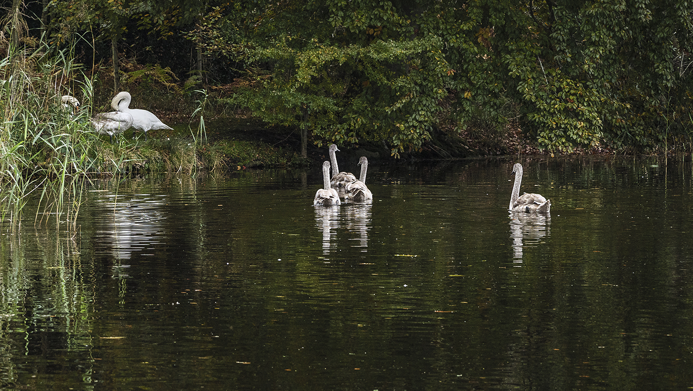 Swan Family