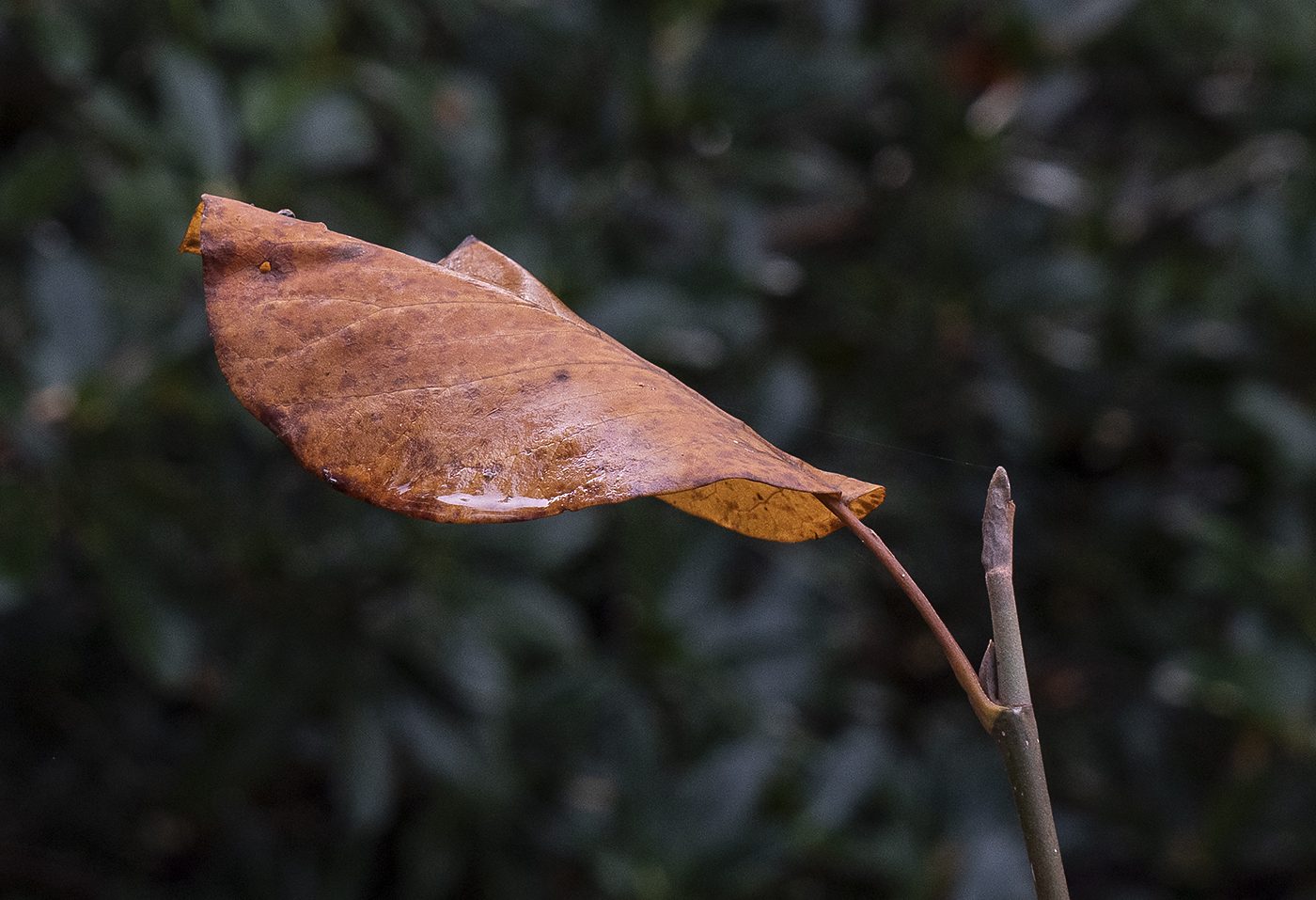 The last leaf