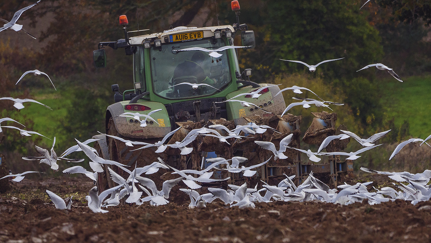 The birds, The birds