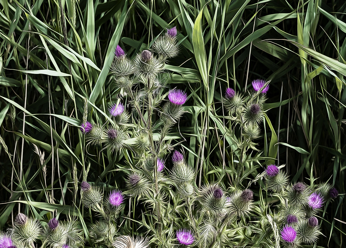 Thistles