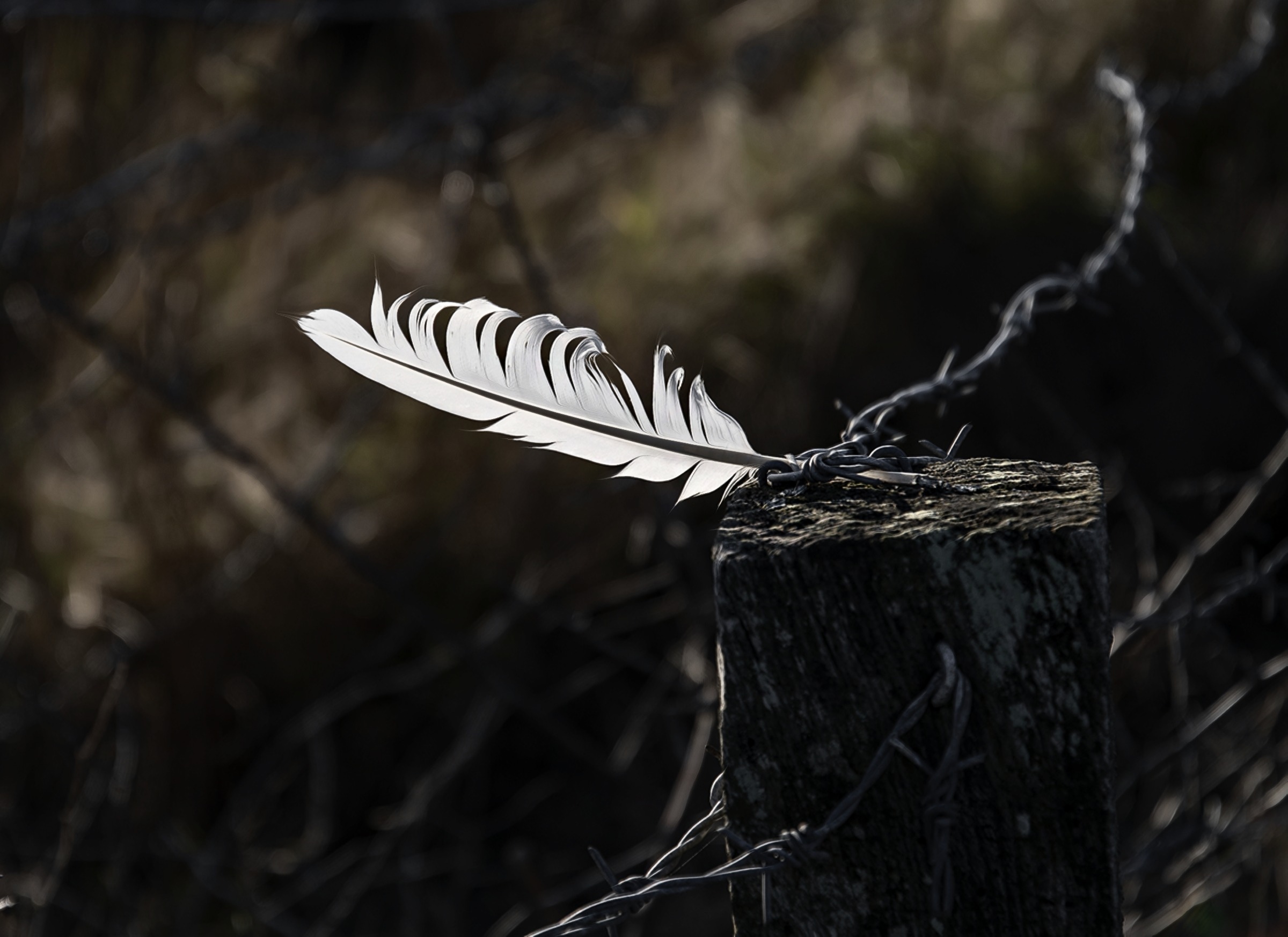 The Feather