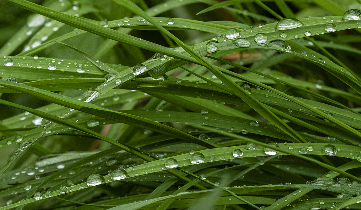 grass.jpg