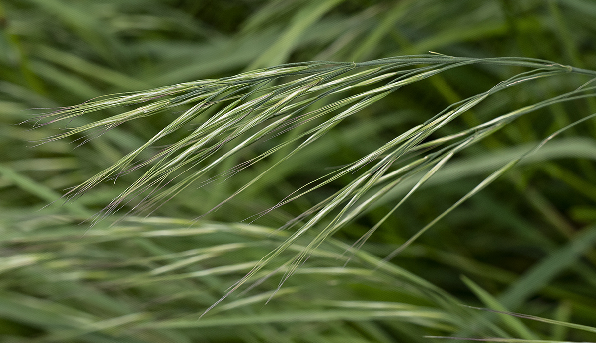 just grass_DAP_Carver.jpg