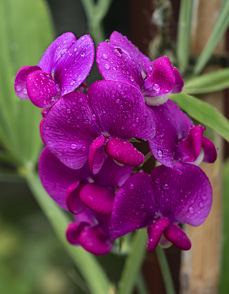 P1070685a.jpg
