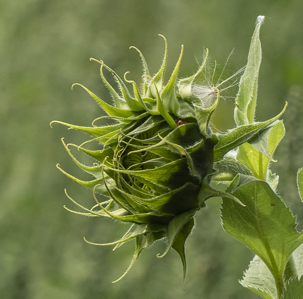 pre bloom.jpg