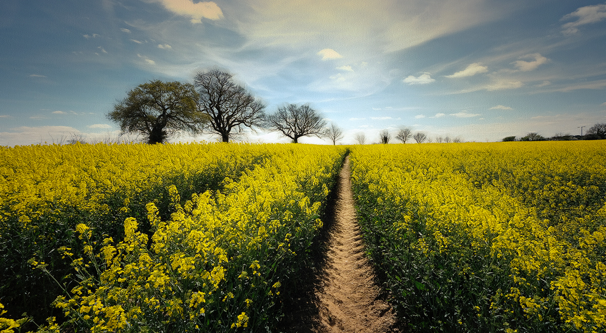 Rape field.jpg