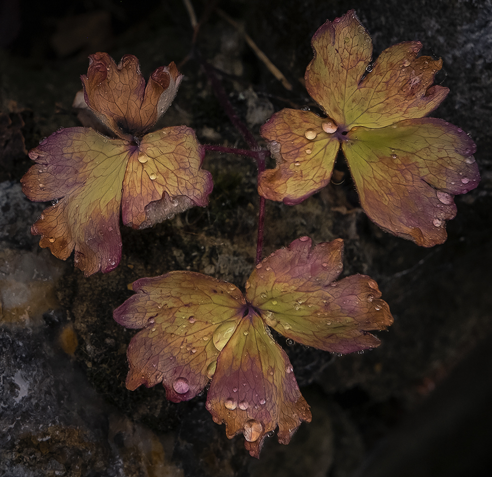 the summer is over for this plant.jpg