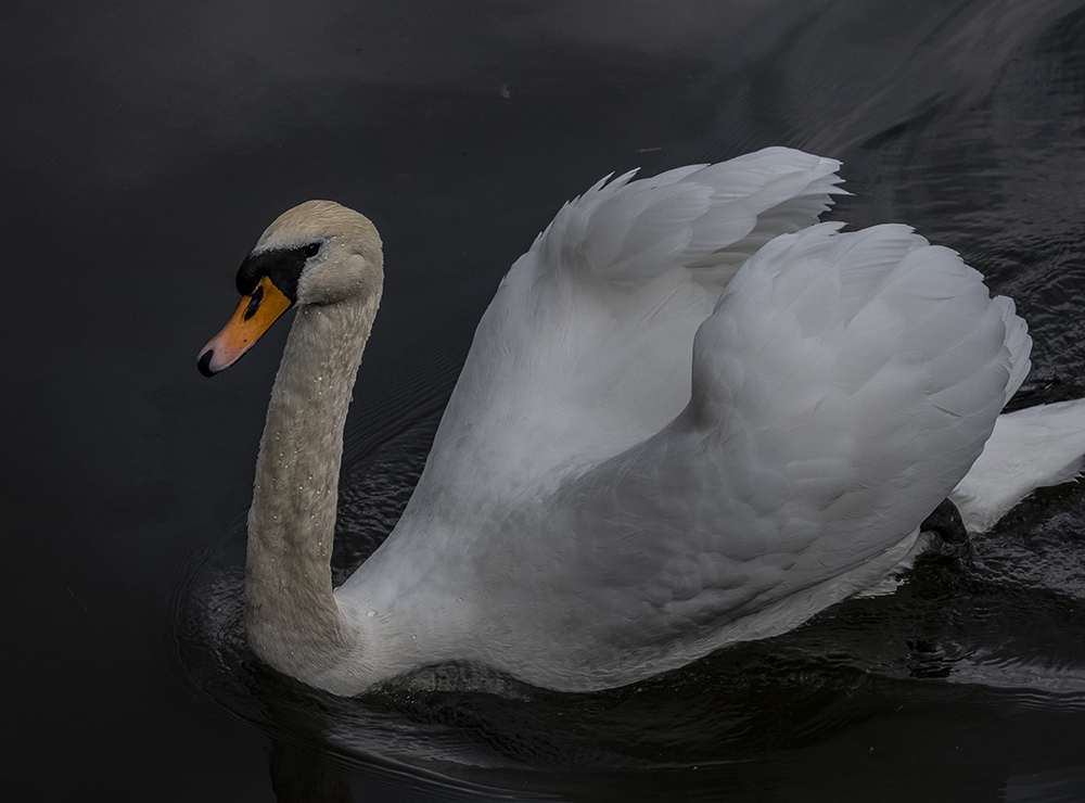 DSCF0386.jpg