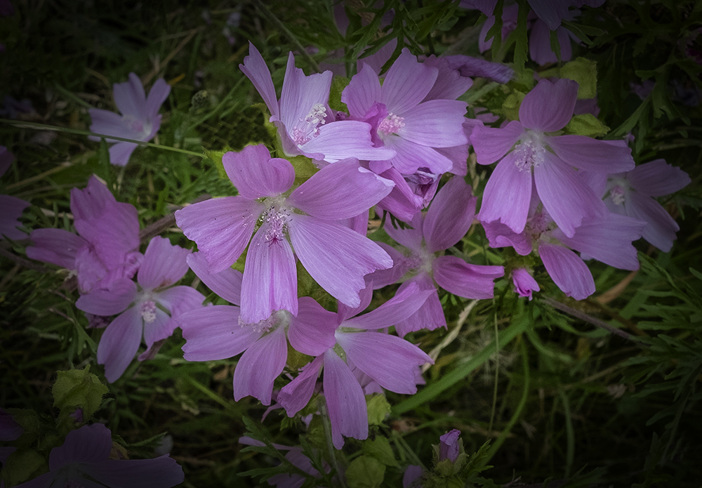 flower 10.jpg