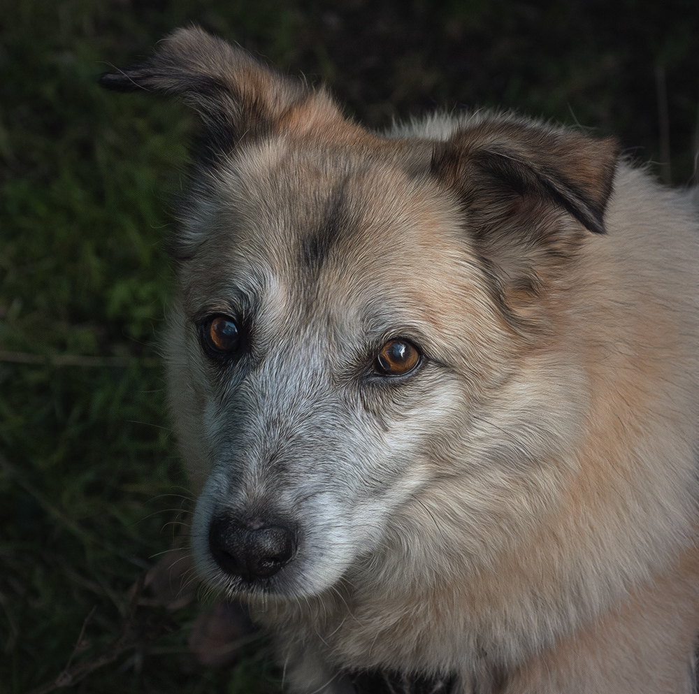 Meet Louie.jpg