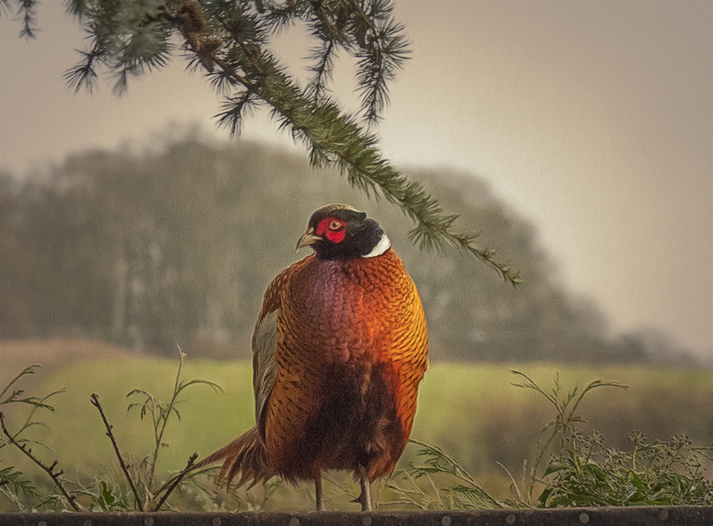 apet pheasant.jpg