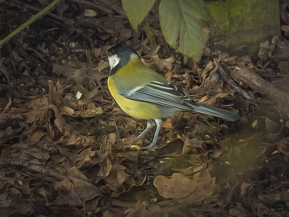 a ground feeder.jpg