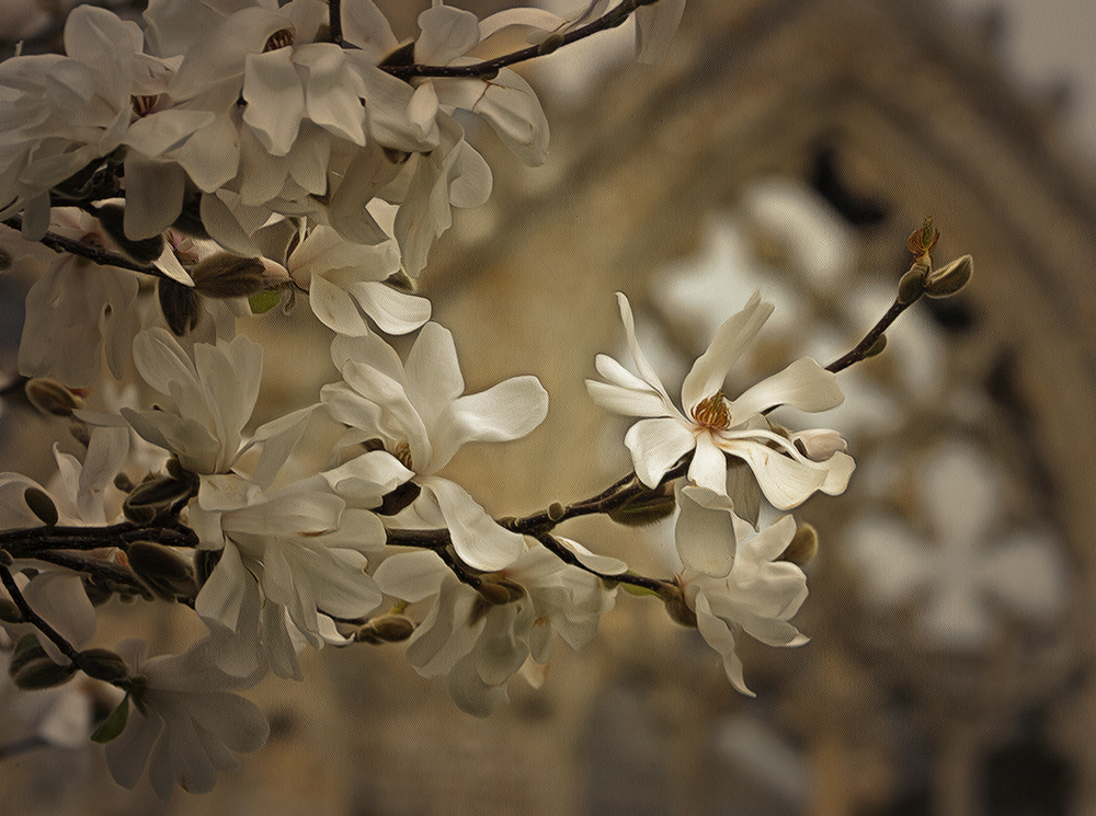 a spring time.jpg