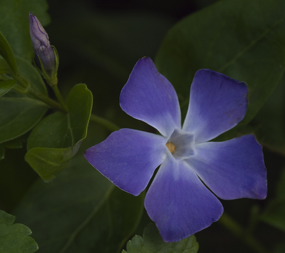 a simple beauty in the hedge..jpg