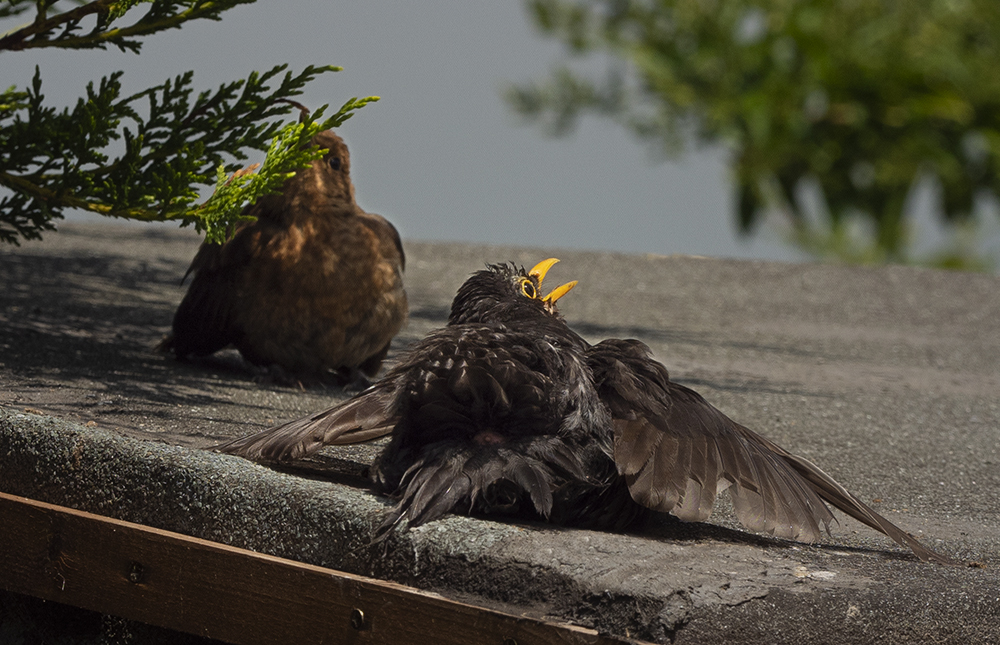 a sunbathing.jpg