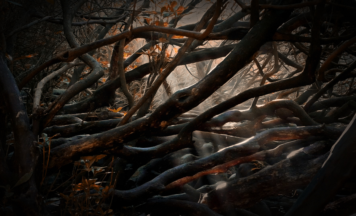 a fallen branches.jpg