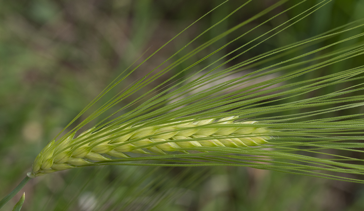 a wheat.jpg