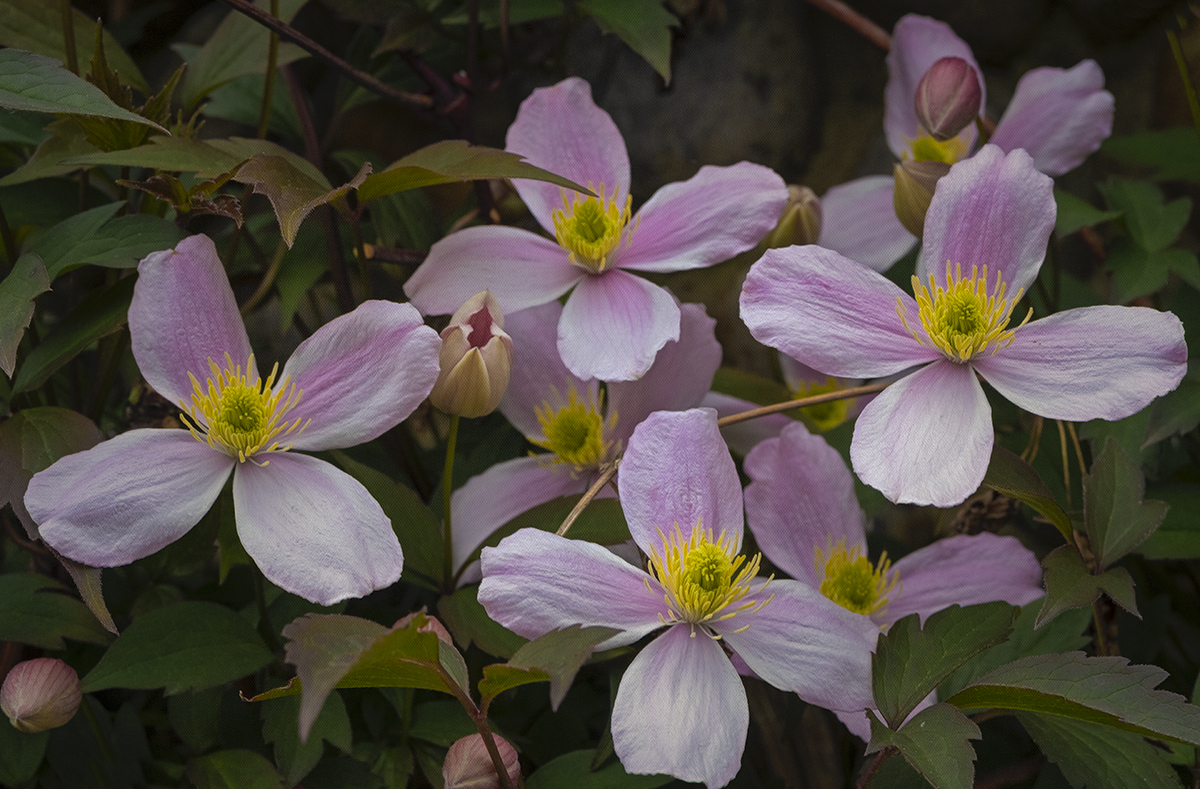 a clematis.jpg