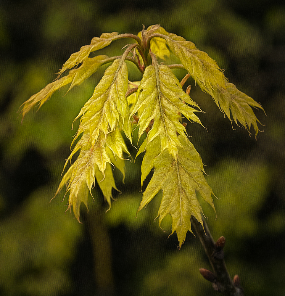 a new oak leaves.jpg