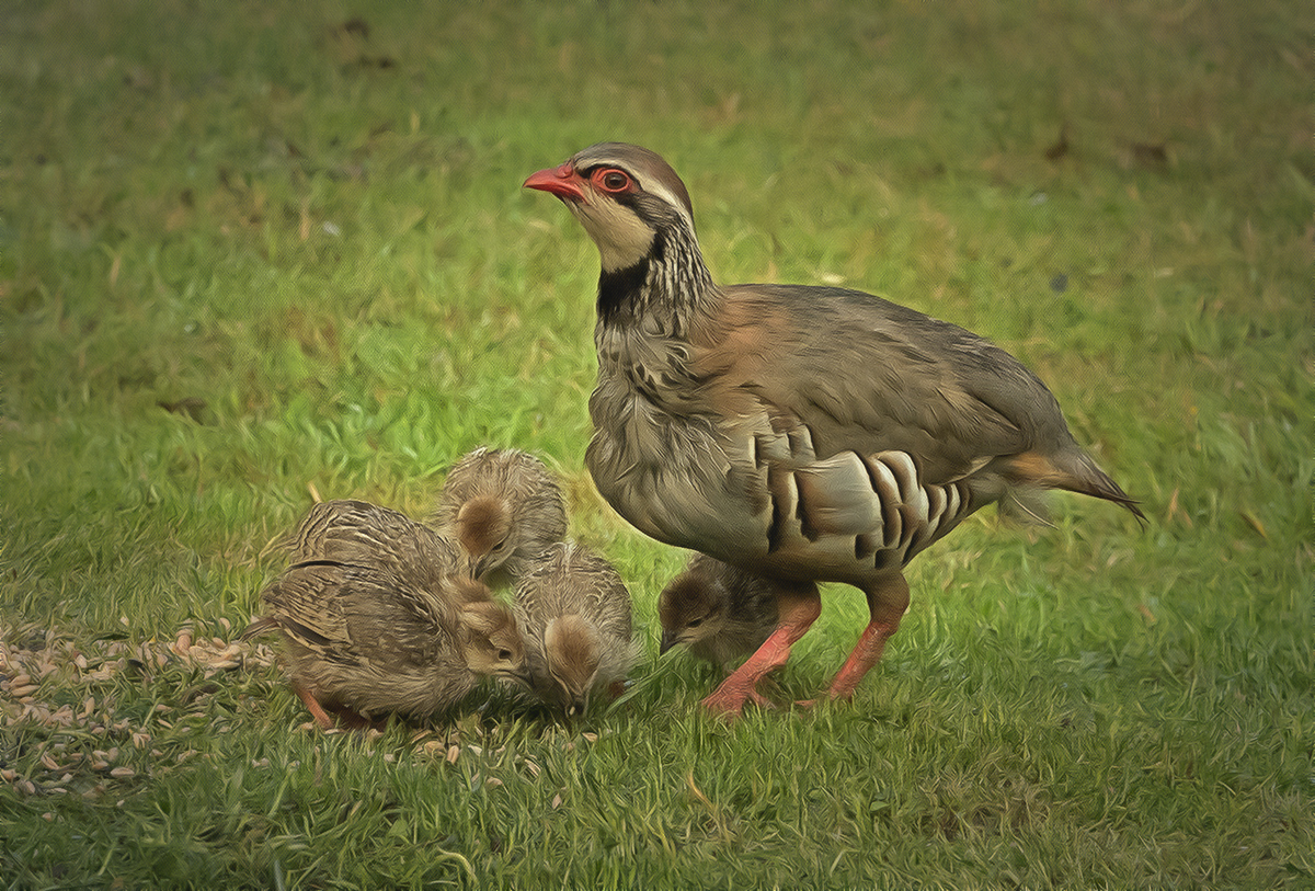 a mum partridge with young.jpg