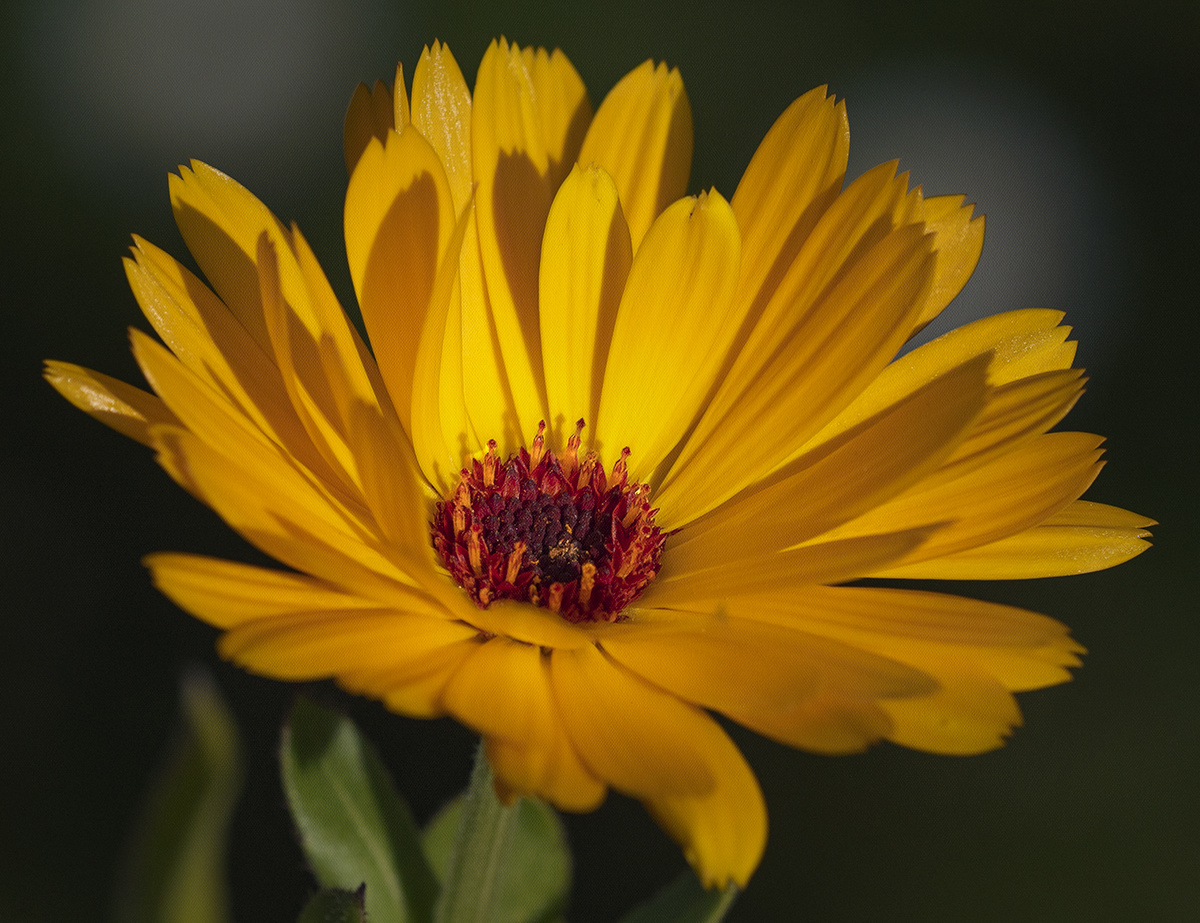 a open bloom.jpg