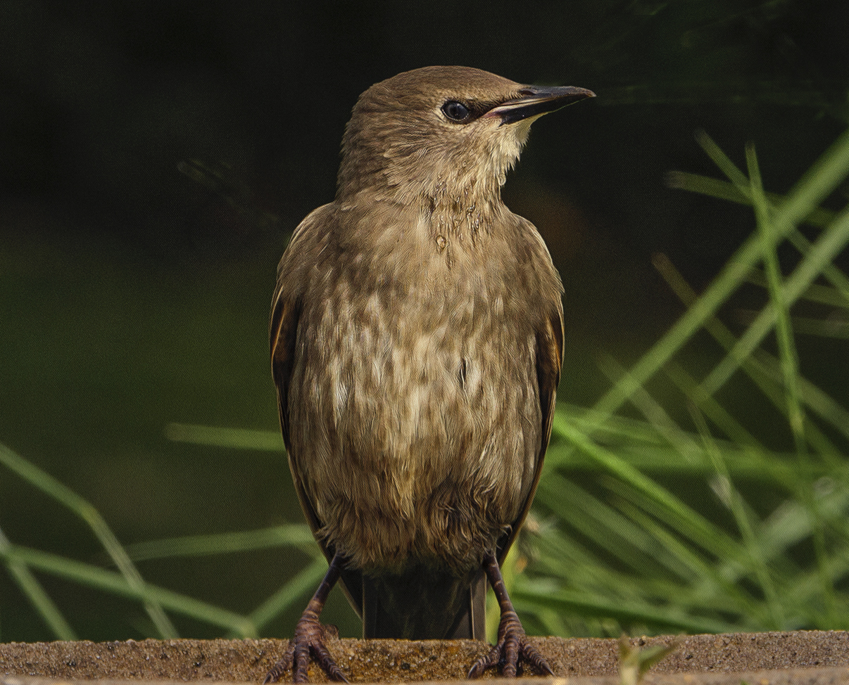 a starling.jpg